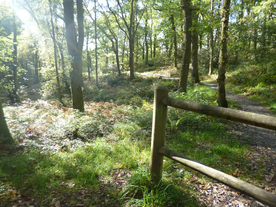The West Highland Way path beside Loch Lomond at Sallochy